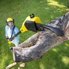 Best Lawn Seeding  in Tornado, WV