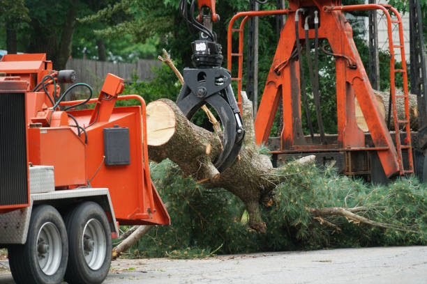 Trusted Tornado, WV Tree Services Experts