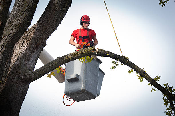 Best Fruit Tree Pruning  in Tornado, WV